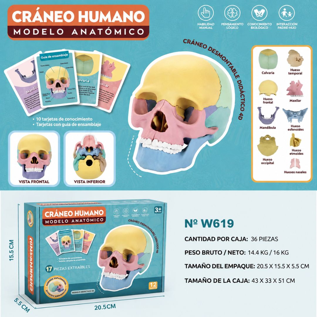 Modelo Anatómico del Cráneo – Herramienta Educativa